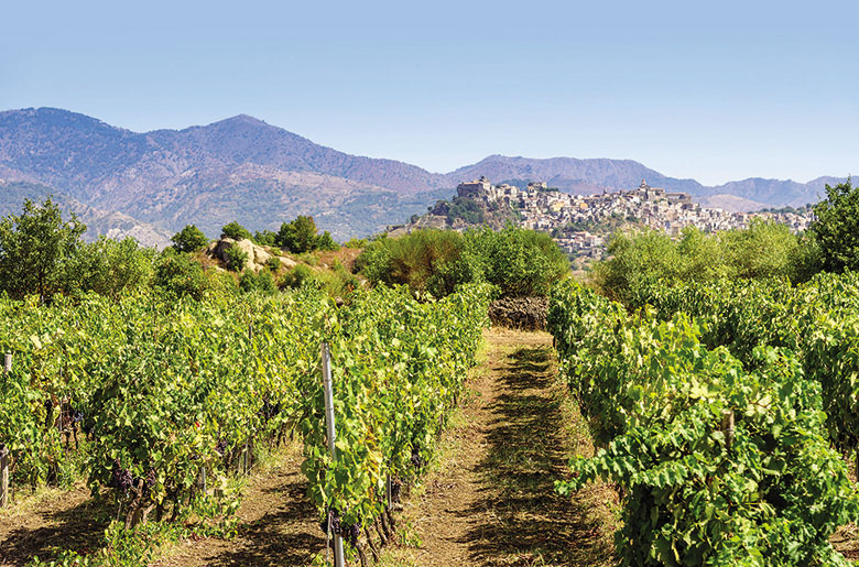 Tenuta Etna Nord vigne