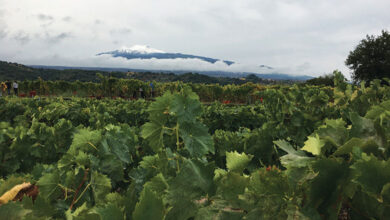 Etna e vendemmia