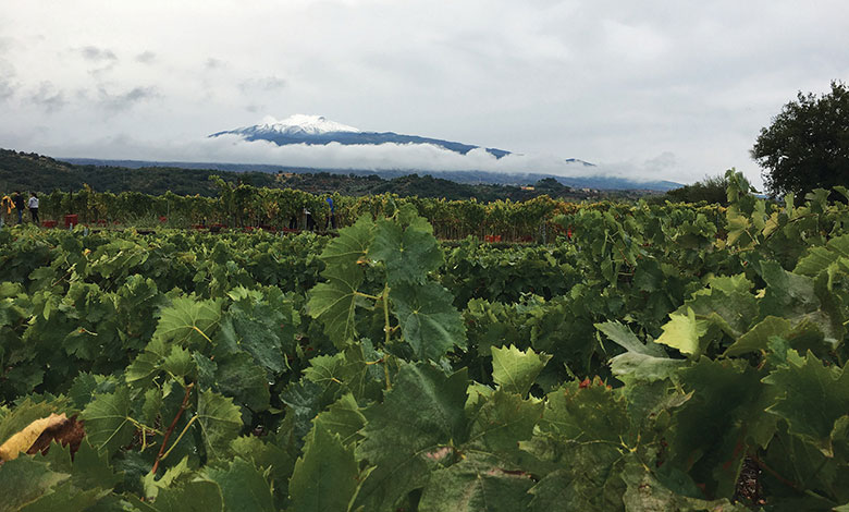 Etna e vendemmia