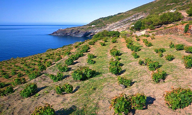 Le vigne ad alberello