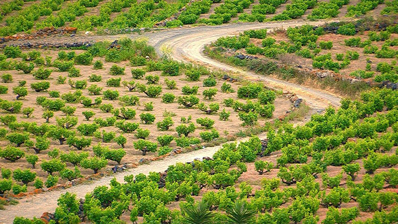 Le vigne ad alberello