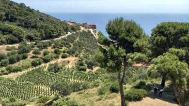 Isola di Gorgona