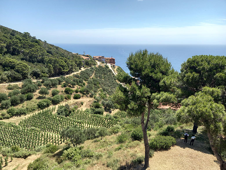 Isola di Gorgona