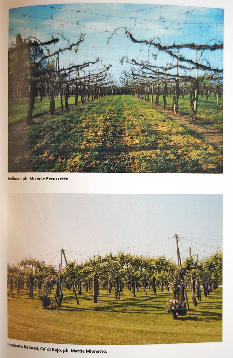 Trebbiano una storia universale