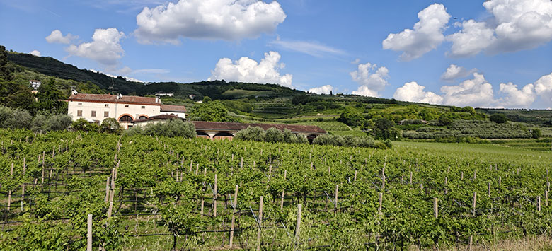 Vigneti nella Valle di Mezzane