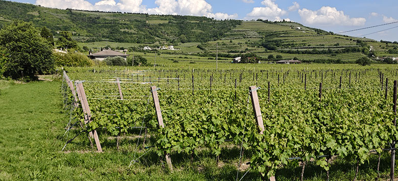 Vigneti nella Valle di Mezzane