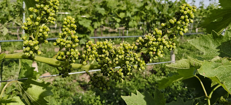 Vigneti nella Valle di Mezzane