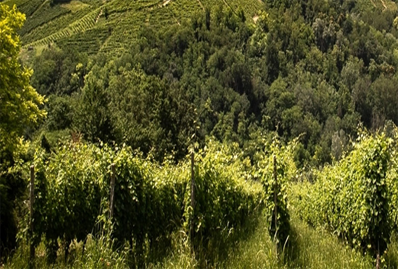 Vigna Casa del Corno