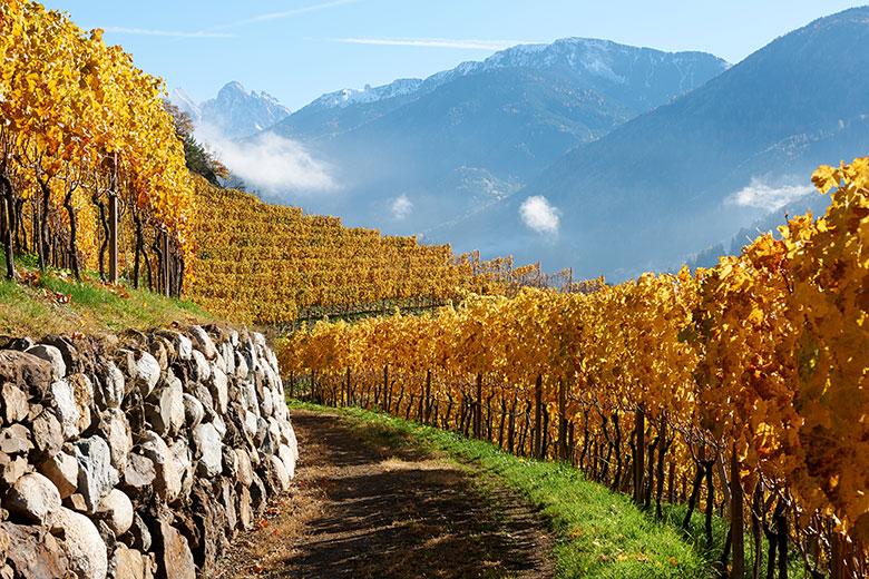 I vigneti della Valle Isarco