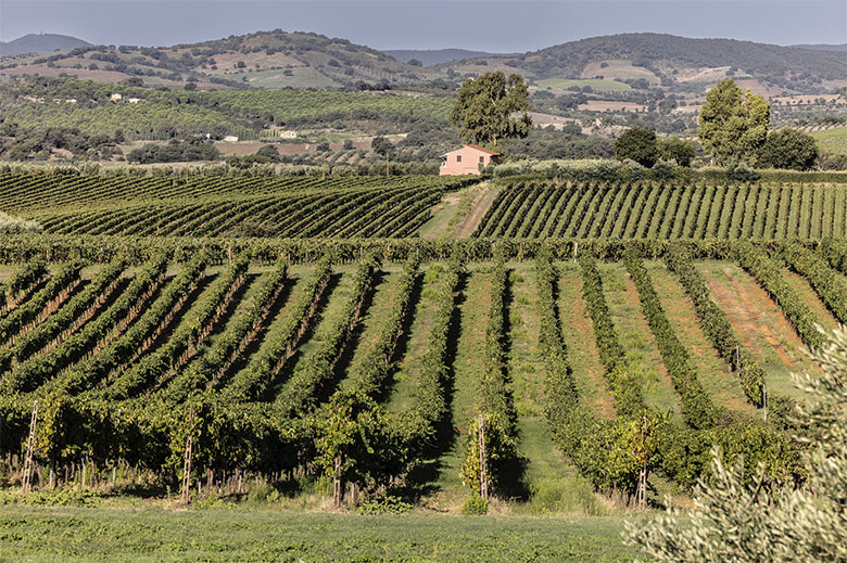 Vigneti del Morellino di Scansano