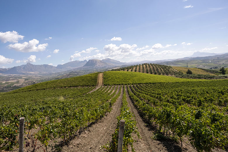 Feudo Disisa vigneti