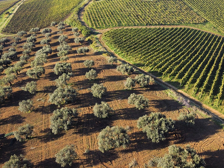 Feudo Disisa vigneti e ulivi