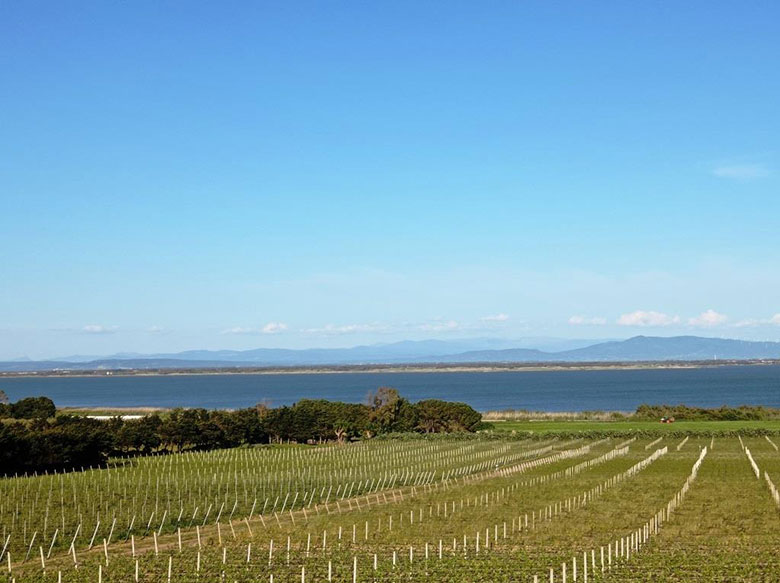 Contini nuovi vigneti di vernaccia