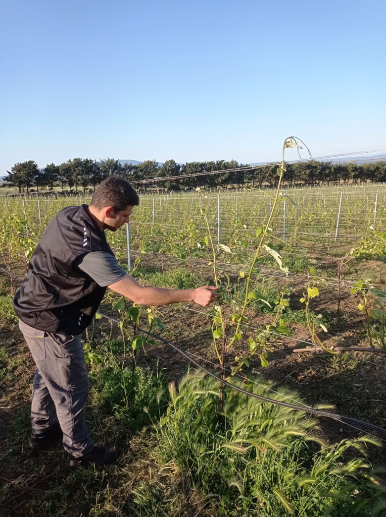 Mauro Contini in vigna
