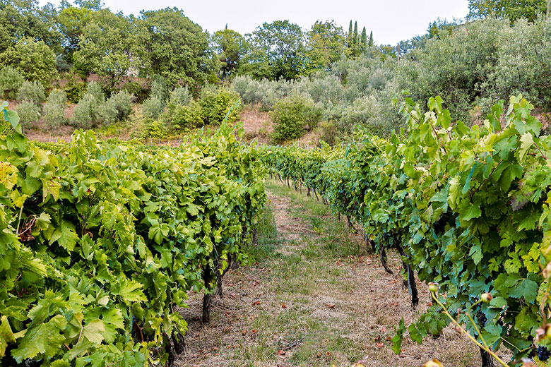 Filari Tenuta del Travale