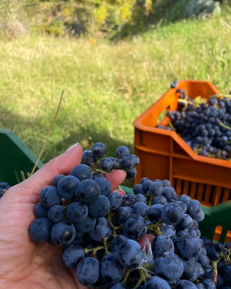 Tenuta del Travale, grappoli