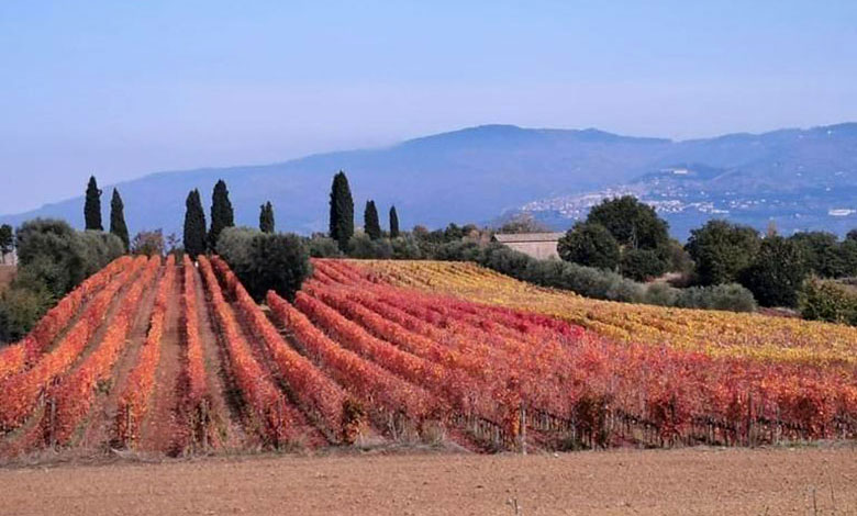 IVITI vigneto