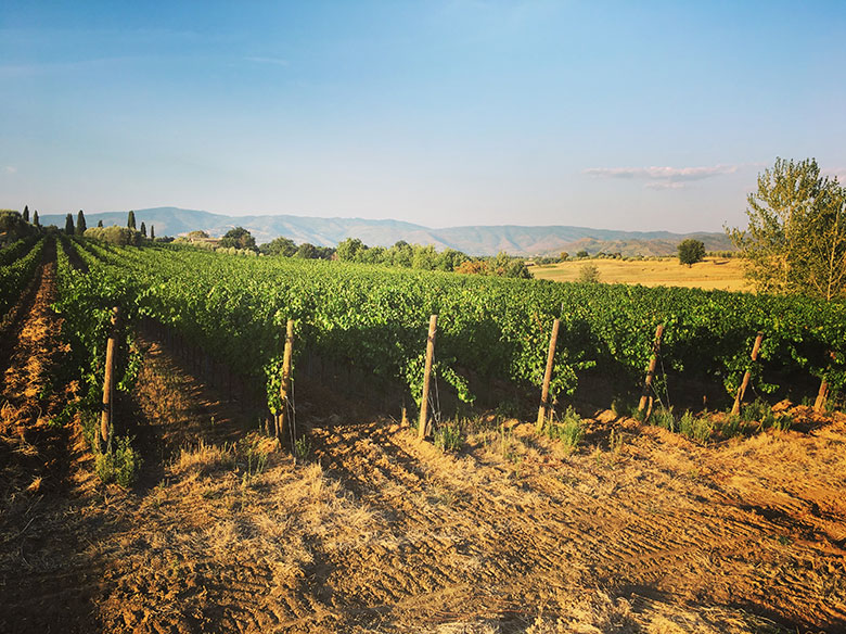 IVITI vigneto