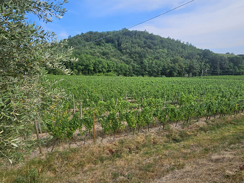 Mitis vigneto