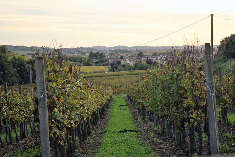 Mitis vigneto