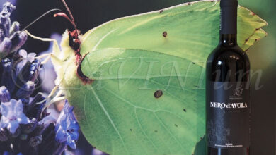 Alcamo Nero d'Avola 2019 Bosco Falconeria
