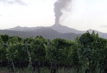 Oro d'Etna, vigneti