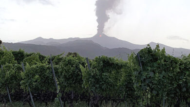 Oro d'Etna, vigneti