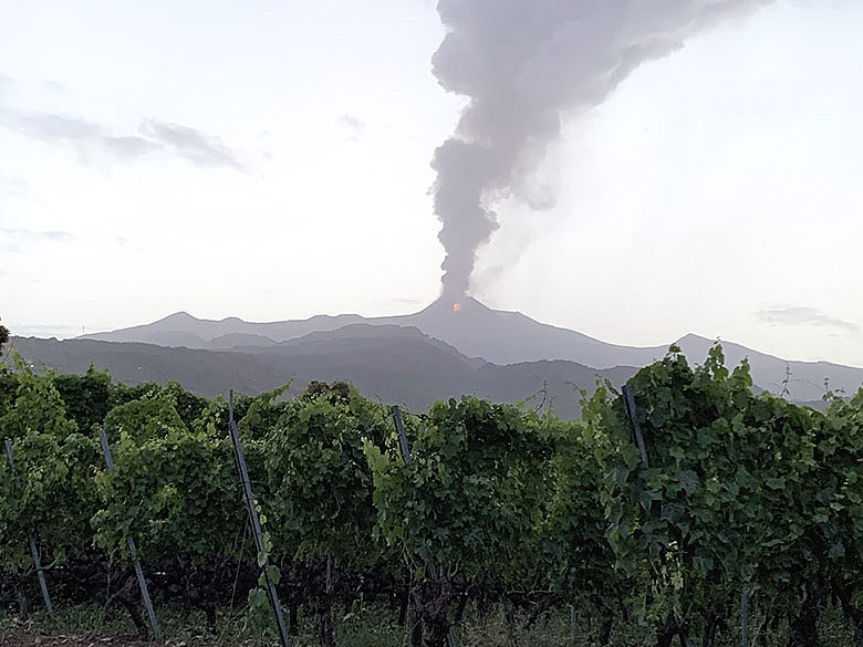 Oro d'Etna, vigneti