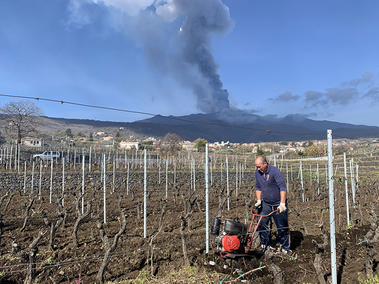 Oro d'Etna, tra i filari