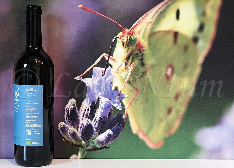 Rosato 2023 Bosco Falconeria