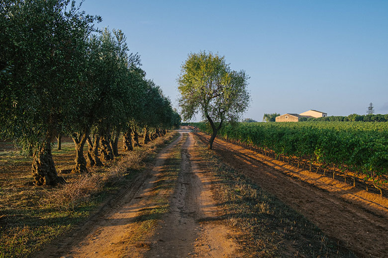 Santa Tresa, viale