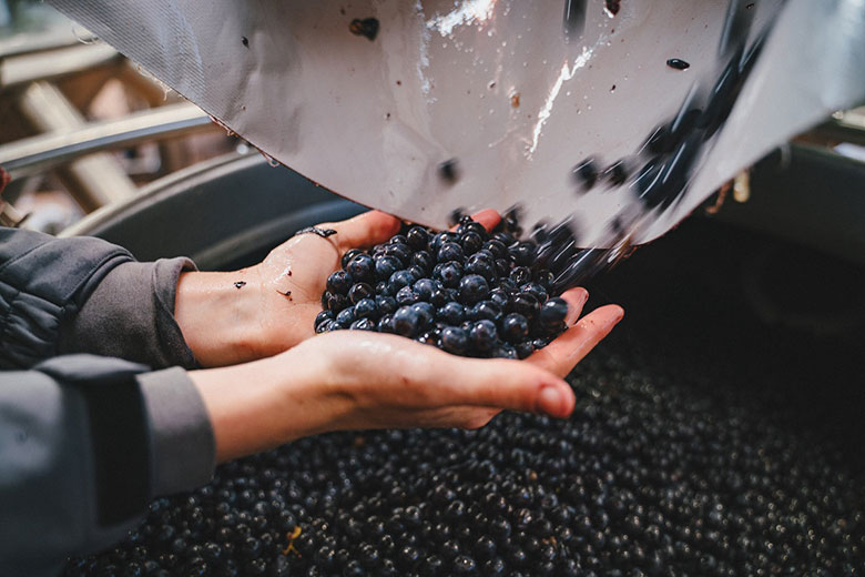 Vendemmia a Casenuove