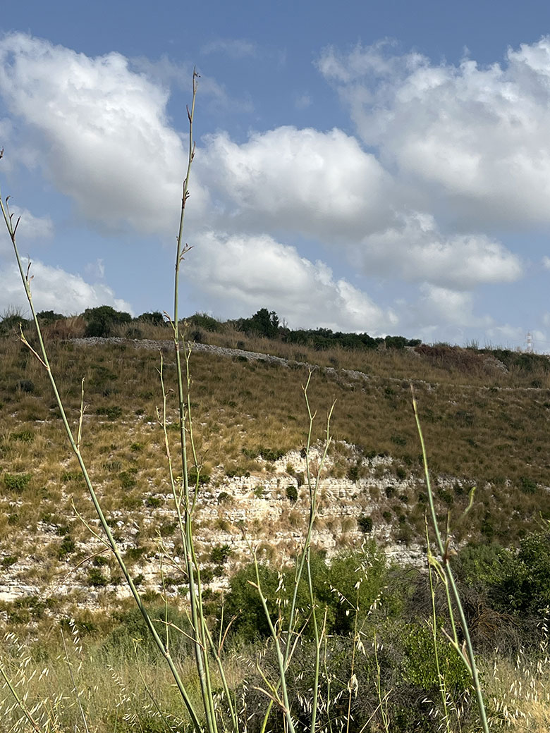 Mandrarossa vigneto