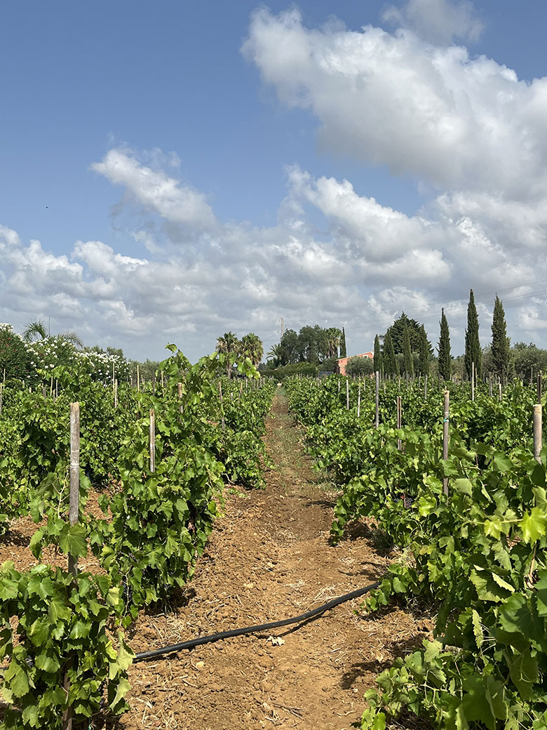 Mandrarossa vigneto