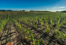 Vigne Gregu