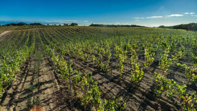 Vigne Gregu