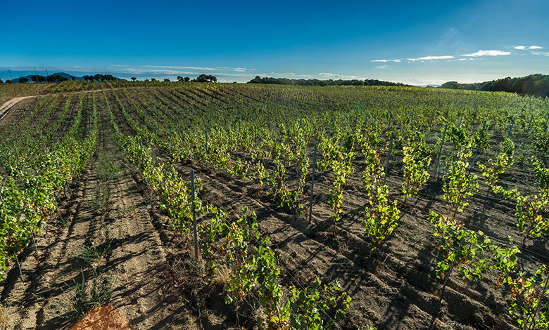 Vigne Gregu