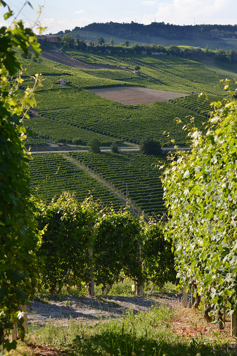 Merenda Sinoira vigneti