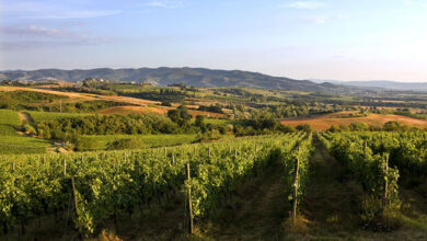 Vigna Monticchio