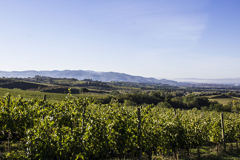 Vigneti a Torgiano