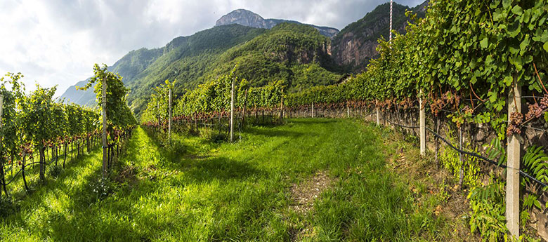 Cantina Andriano vigneti