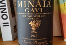 Gavi di Rovereto Minaia 2025 Nicola Bergaglio