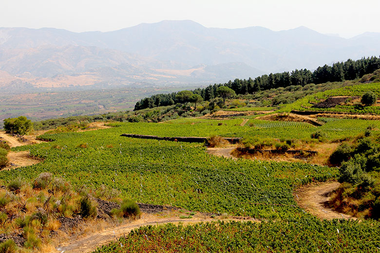 Vigneto Passobianco