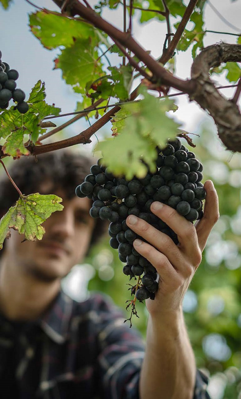 Vendemmia a Valpanera