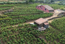 I Custodi delle Vigne dell'Etna